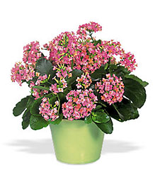 Pink Kalanchoe from McIntire Florist in Fulton, Missouri