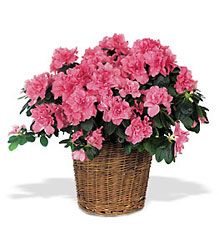 Pink Azalea from McIntire Florist in Fulton, Missouri