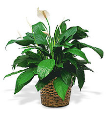 Medium Spathiphyllum Plant from McIntire Florist in Fulton, Missouri