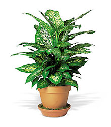 Dieffenbachia from McIntire Florist in Fulton, Missouri
