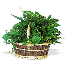 Garden Basket from McIntire Florist in Fulton, Missouri