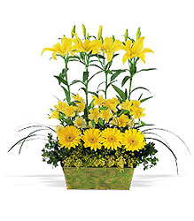 Yellow Garden Rows from McIntire Florist in Fulton, Missouri
