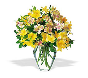 Sparkling Alstroemeria from McIntire Florist in Fulton, Missouri