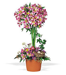 Alstroemeria Topiary from McIntire Florist in Fulton, Missouri